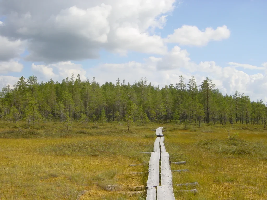 Bohlenweg im Patvinsuo-Nationalpark