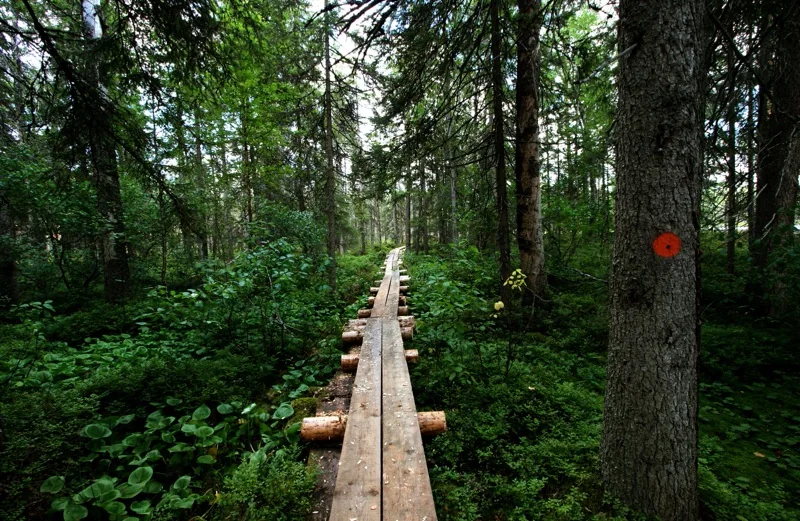 Wanderweg im Petkeljärvi-Nationalpark